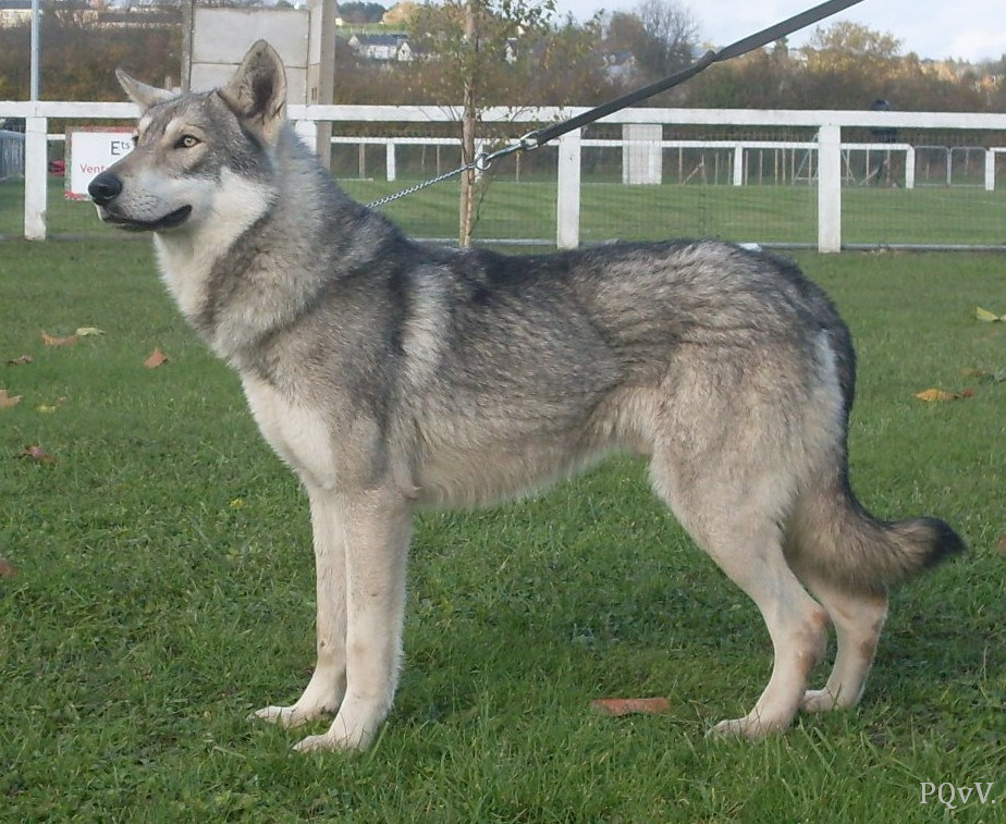  Greywolf Gevaudan de la Compagnie au Loup Gris